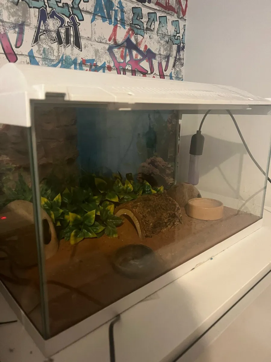 Reptile vivarium - Image 1
