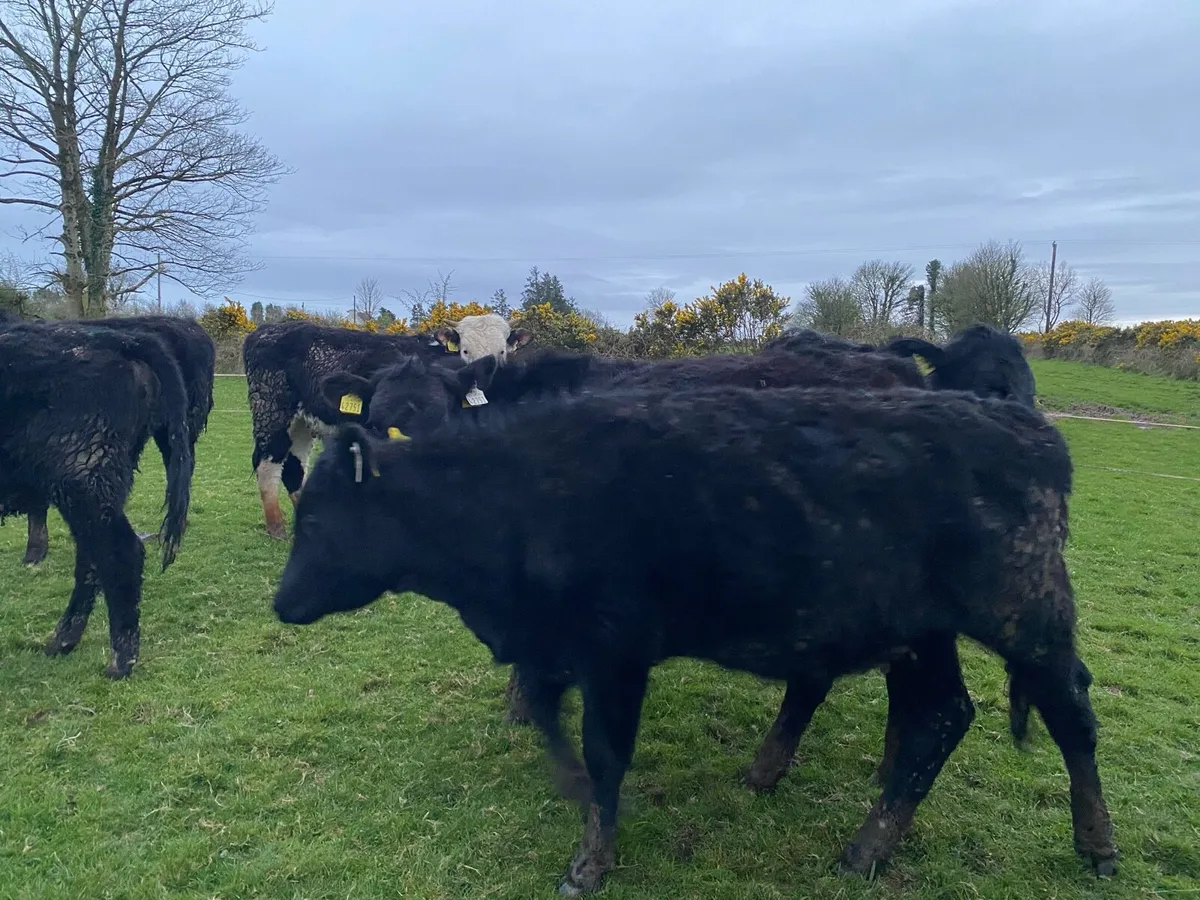 Out wintered Aa heifers - Image 1