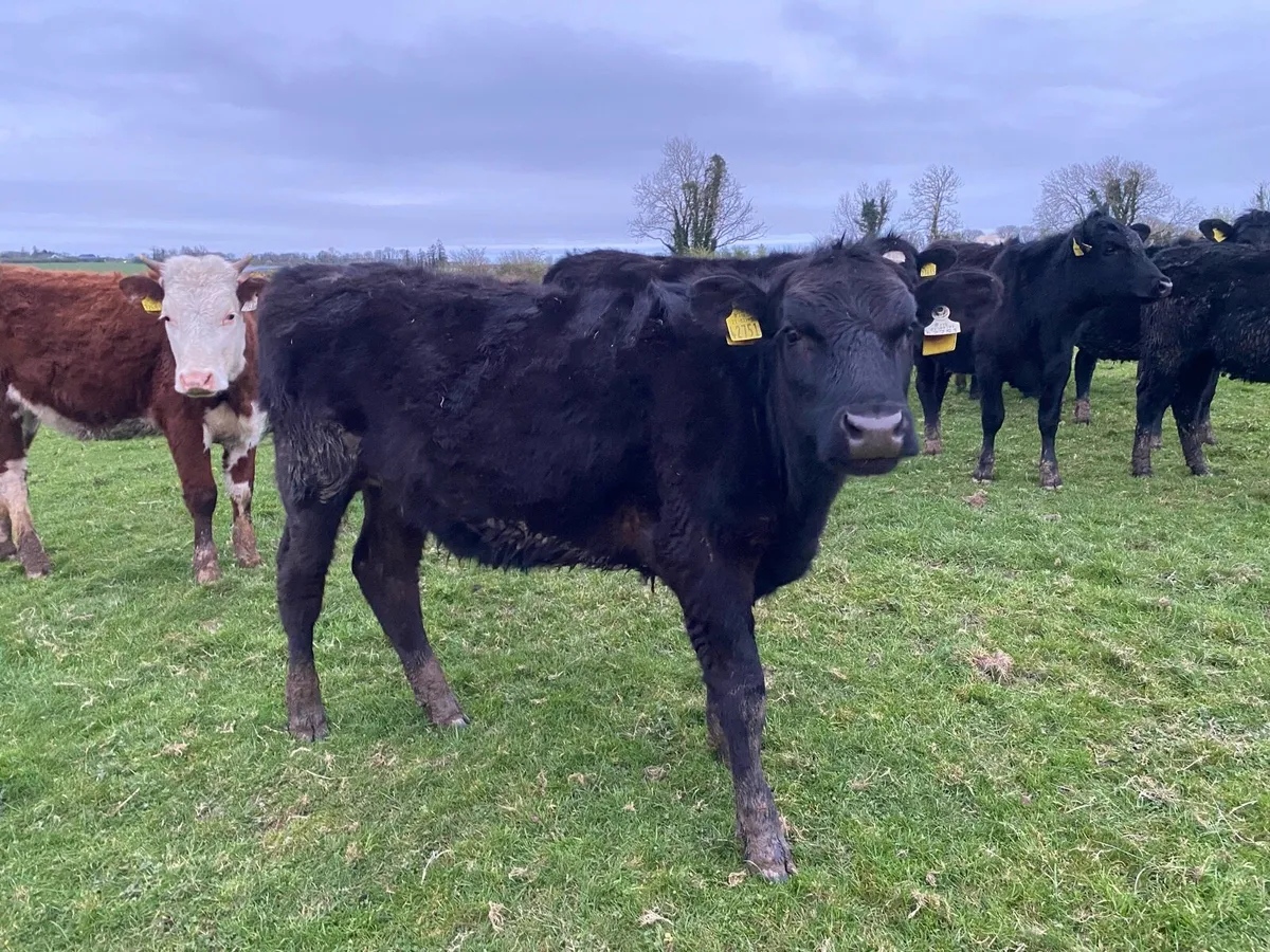 Out wintered Aa heifers - Image 3