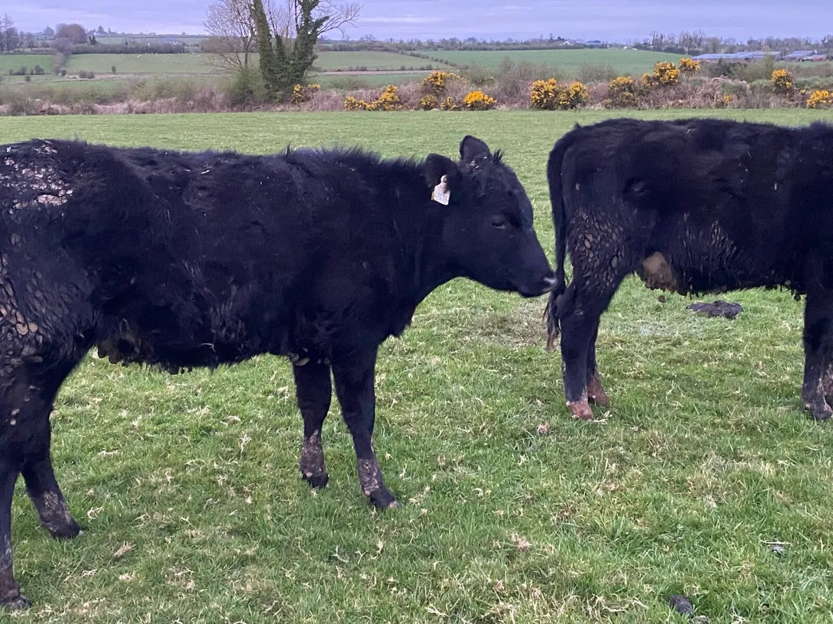 Out wintered Aa heifers - Image 4