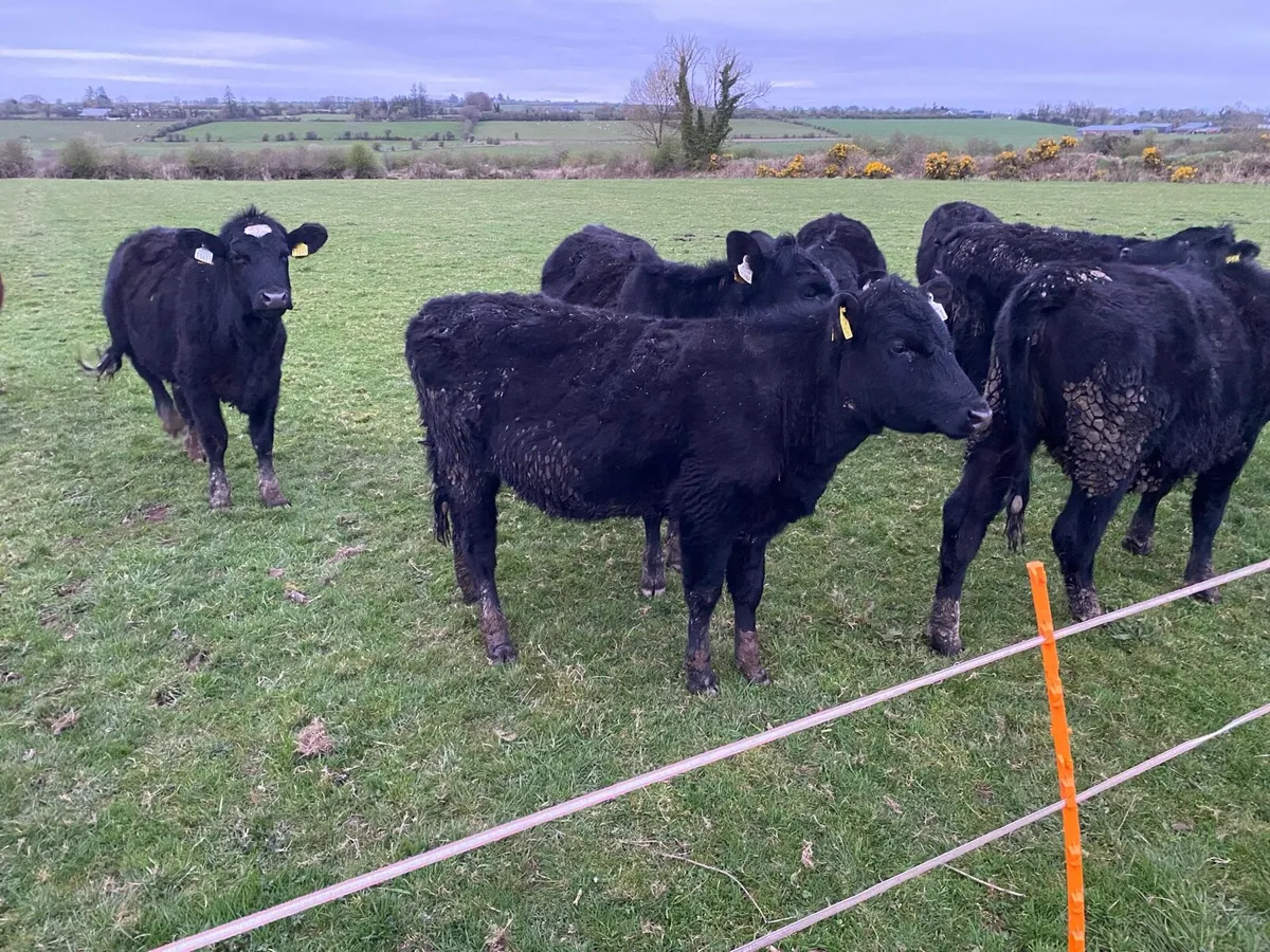 Out wintered Aa heifers - Image 2