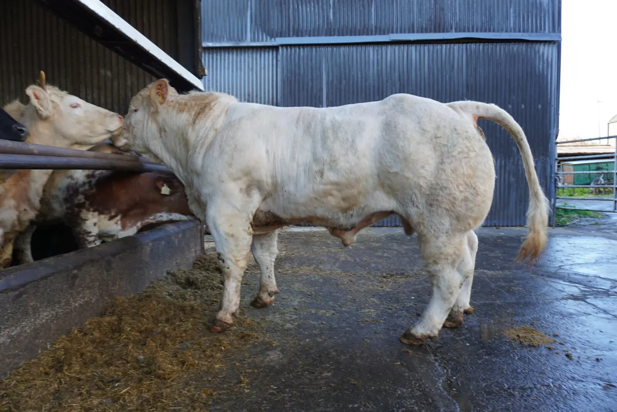 Pedigree Charolais Bulls - Image 1