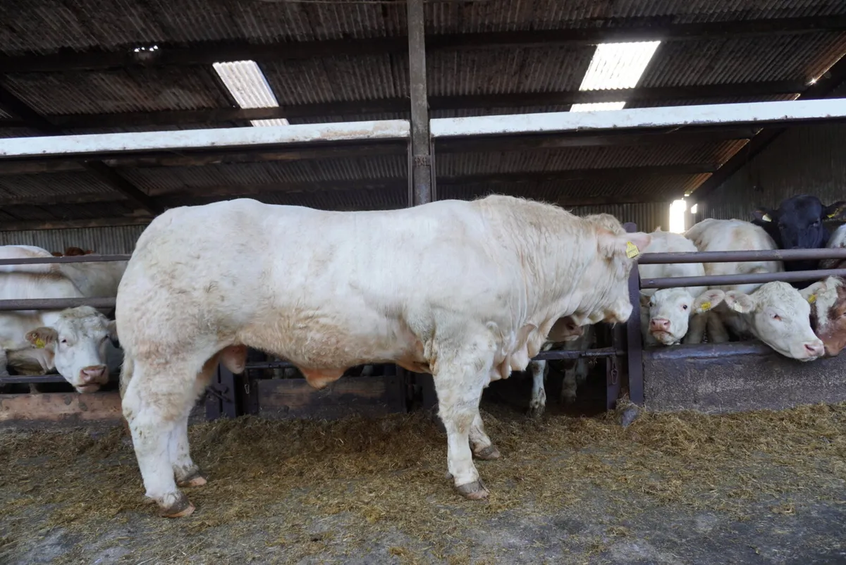 Pedigree Charolais Bulls - Image 2