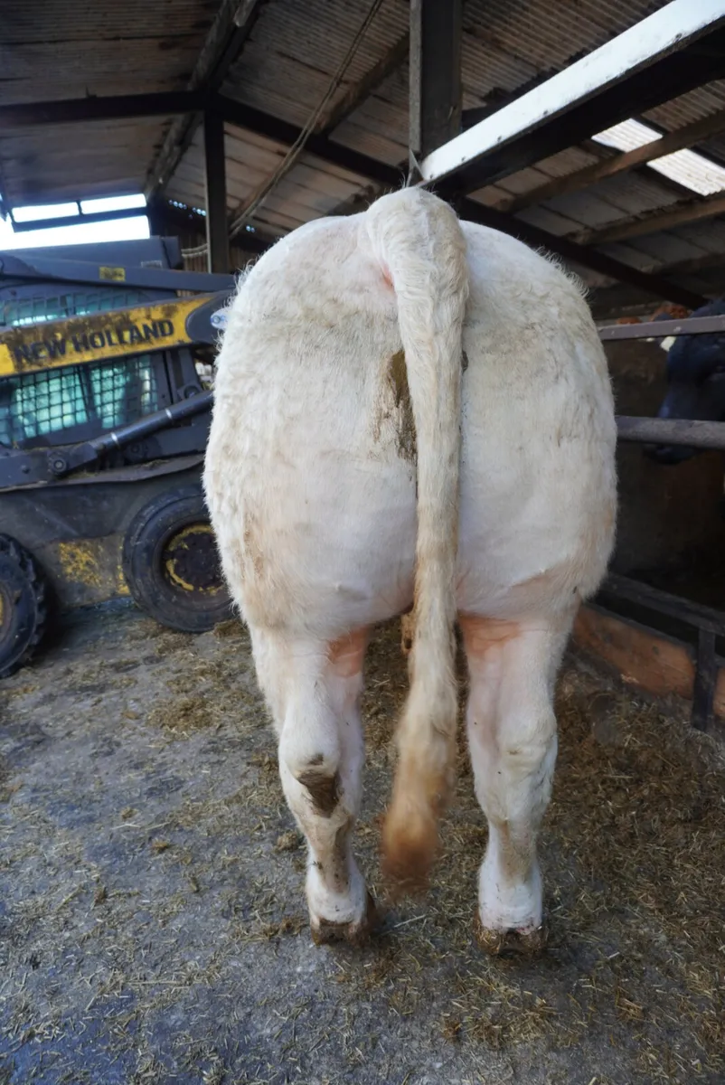 Pedigree Charolais Bulls - Image 3