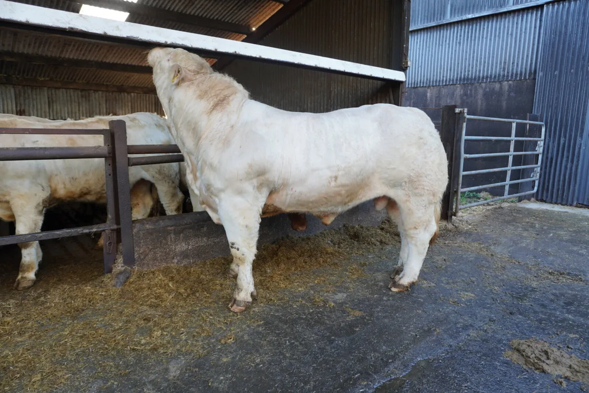 Pedigree Charolais Bulls - Image 4