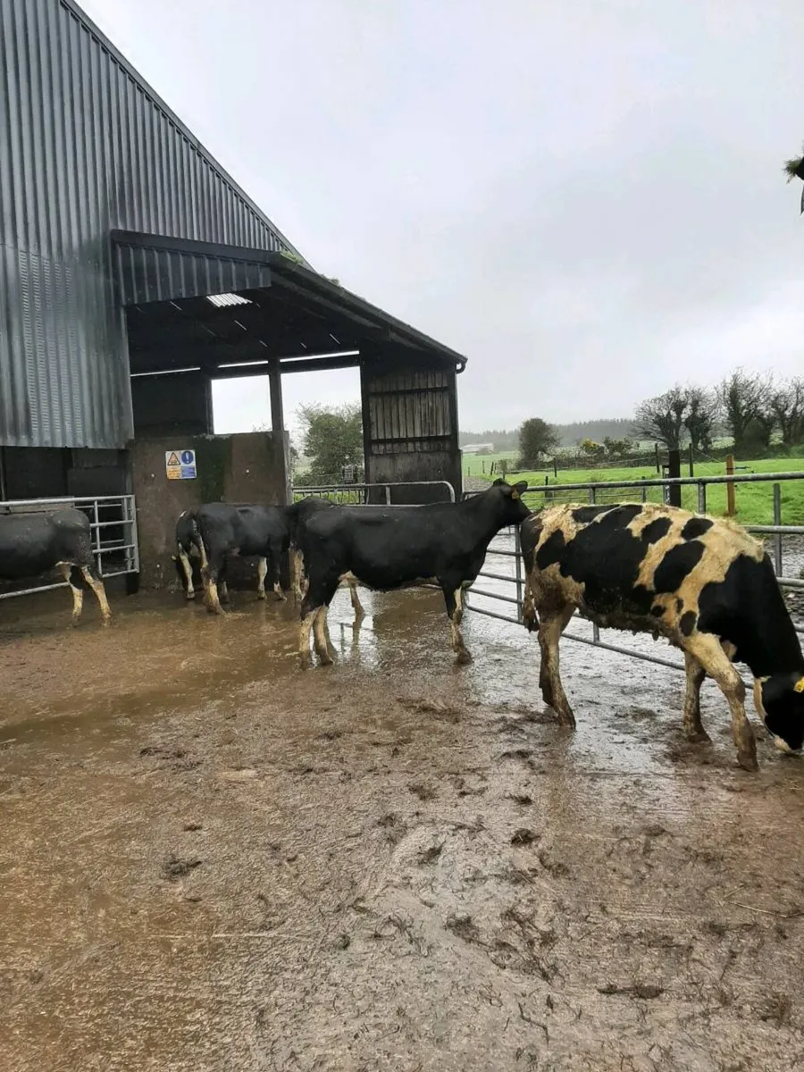 Friesian heifers suitable for breeding - Image 1