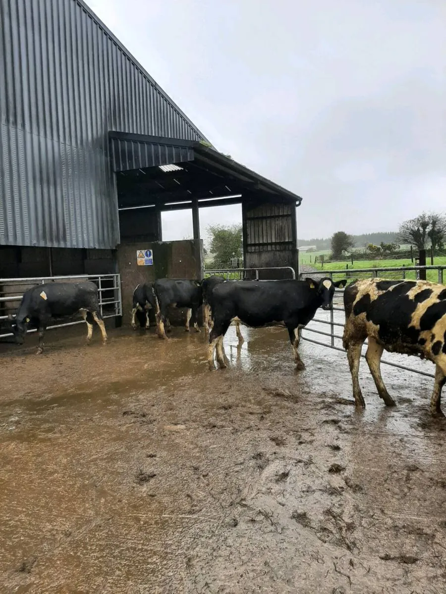 Friesian heifers suitable for breeding - Image 2