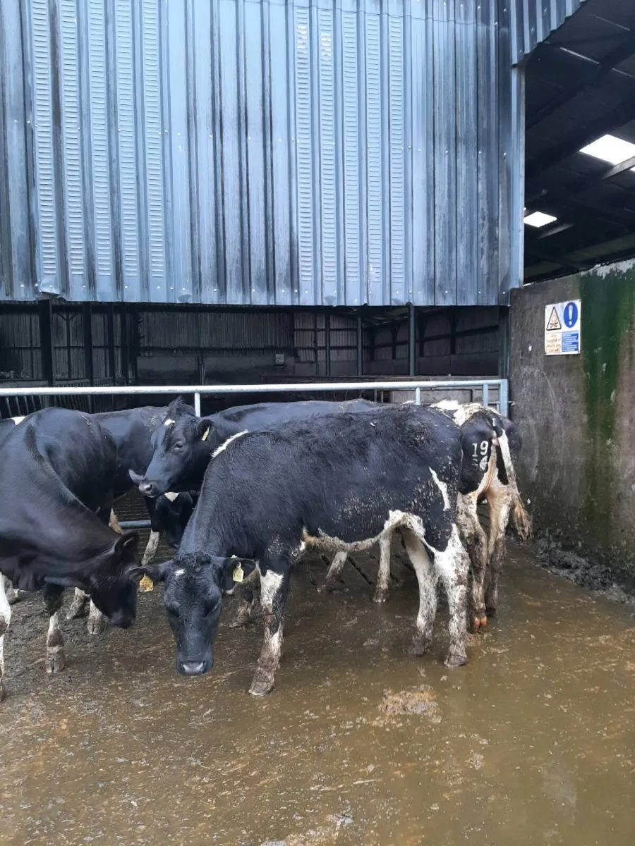 Friesian heifers suitable for breeding - Image 3