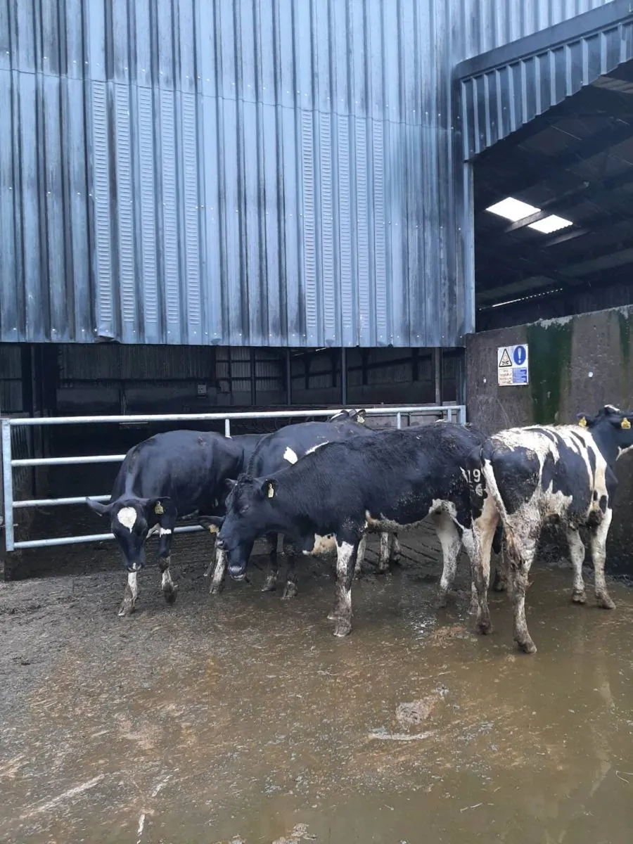 Friesian heifers suitable for breeding - Image 4