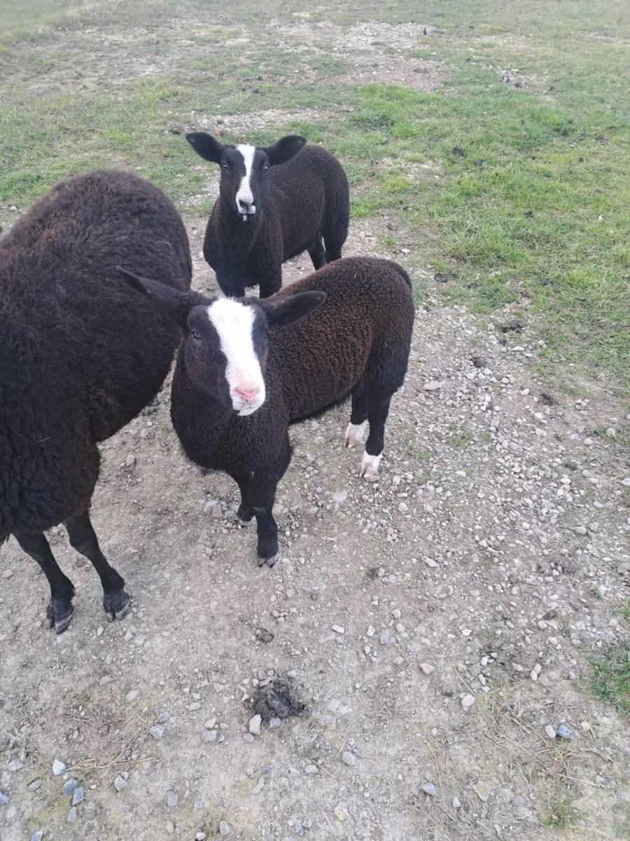 Organic Zwartble Ram Lamb - Image 1