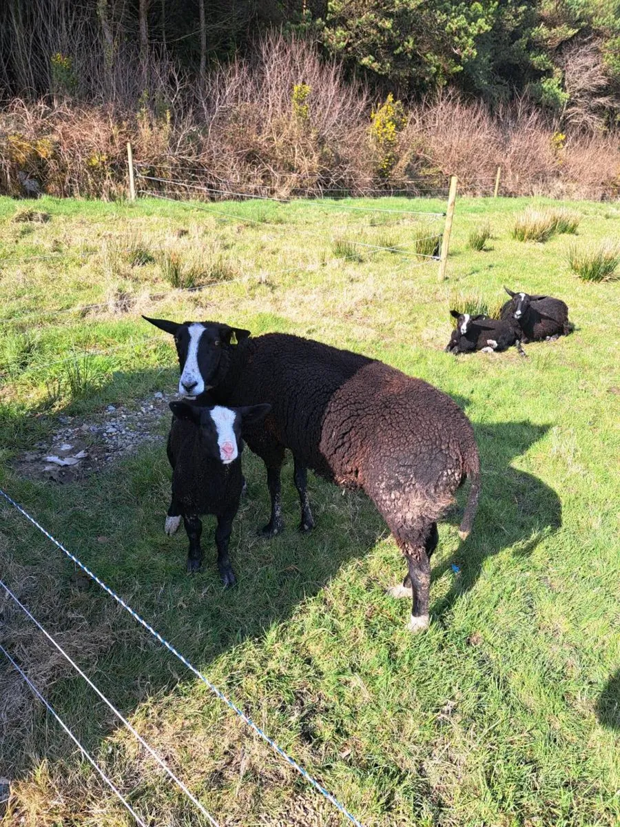 Organic Zwartble Ram Lamb - Image 2