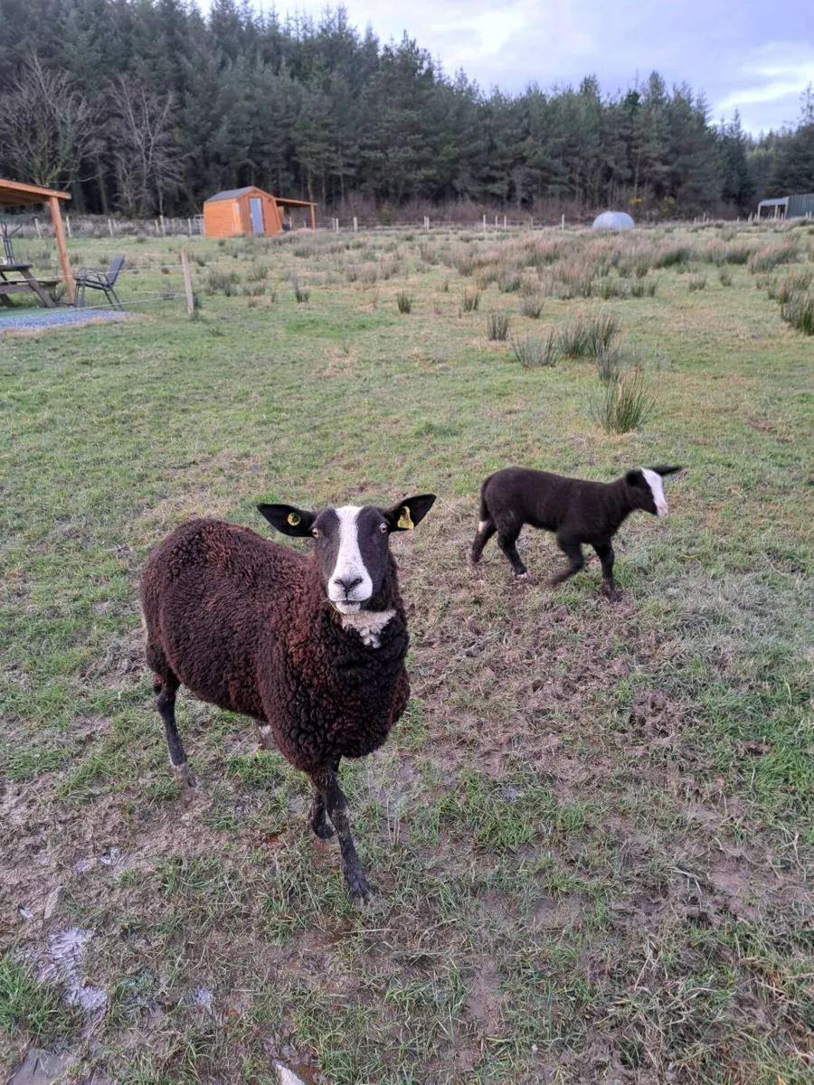 Organic Zwartble Ram Lamb - Image 3