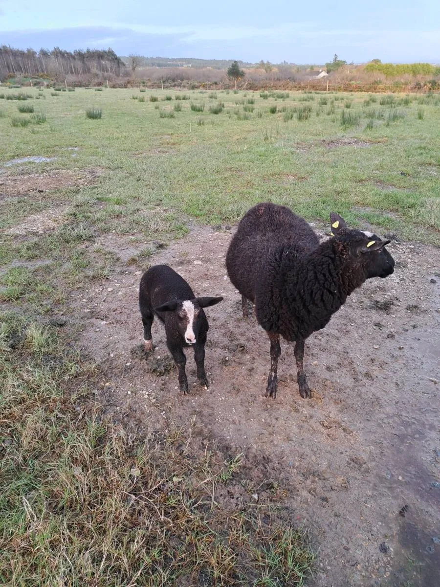 Organic Zwartble Ram Lamb - Image 4