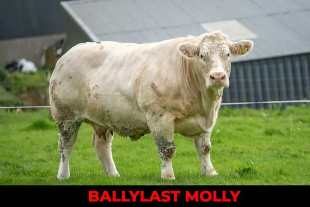 5 star Pirate PBR Charolais bull - Image 2