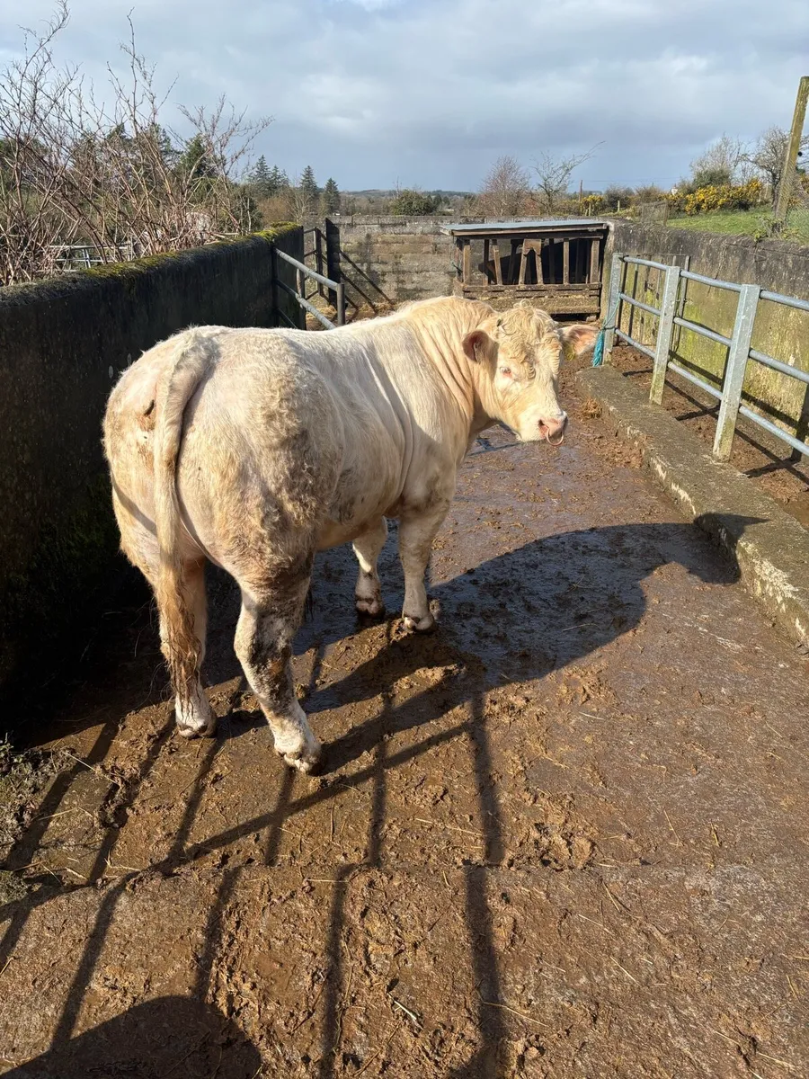Charolais Bull for sale - Image 1