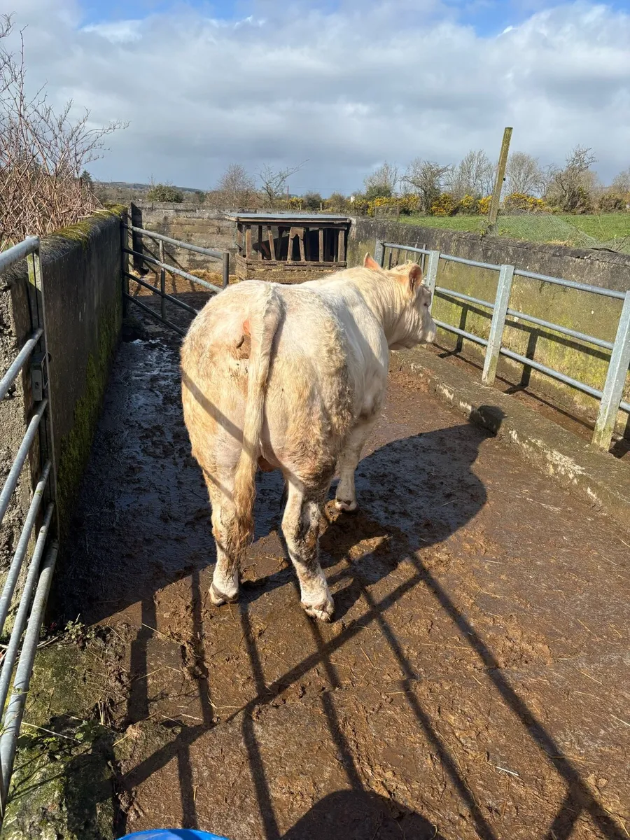 Charolais Bull for sale - Image 2