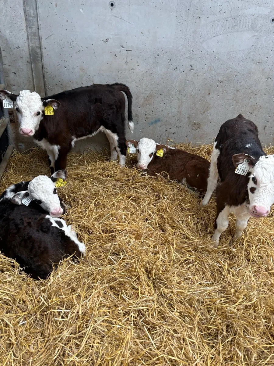 Calves - Image 3