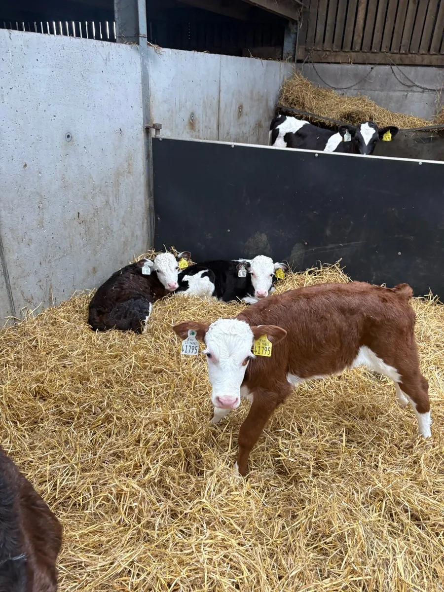 Calves - Image 1