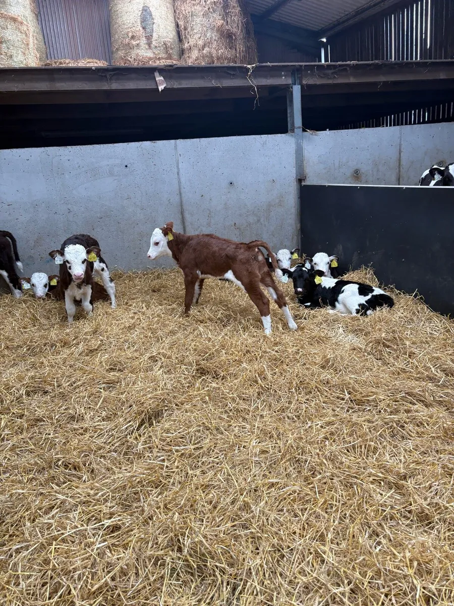 Calves - Image 4