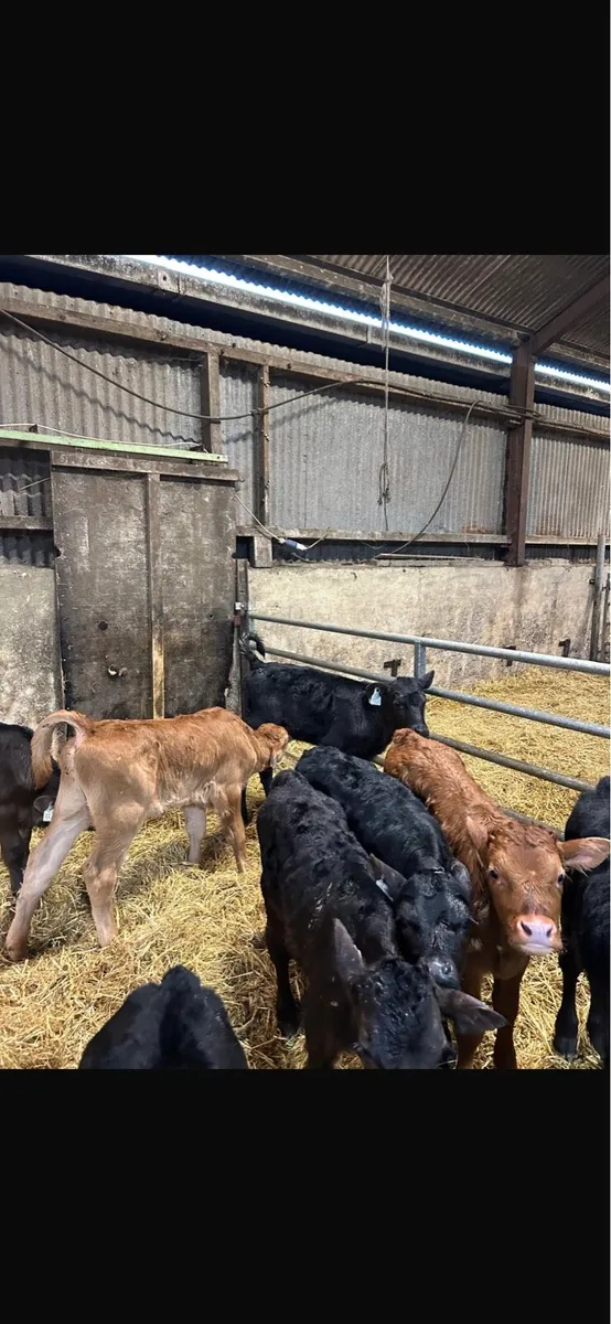 Hereford and limousin calves - Image 1