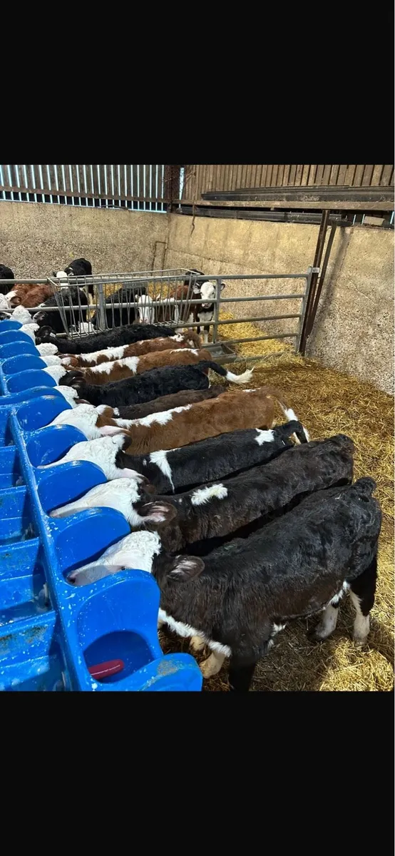 Hereford and limousin calves - Image 2