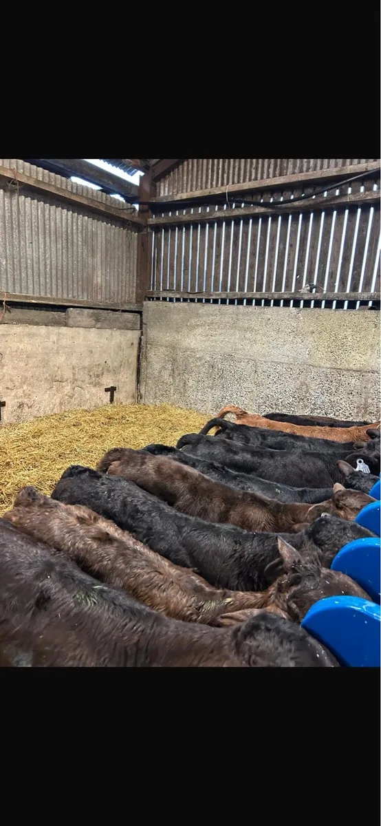 Hereford and limousin calves - Image 3