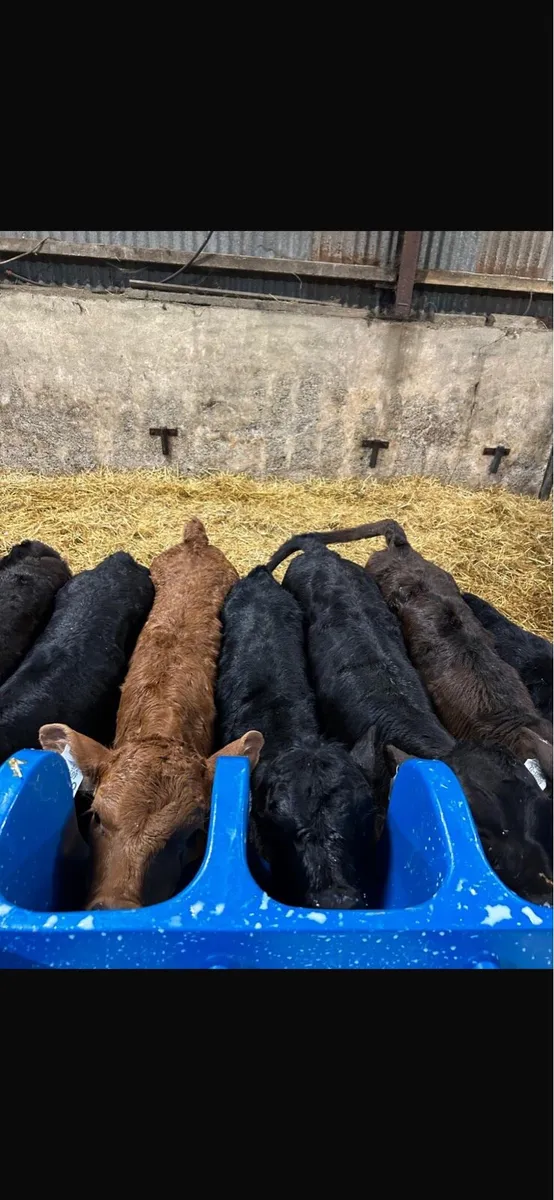Hereford and limousin calves - Image 4