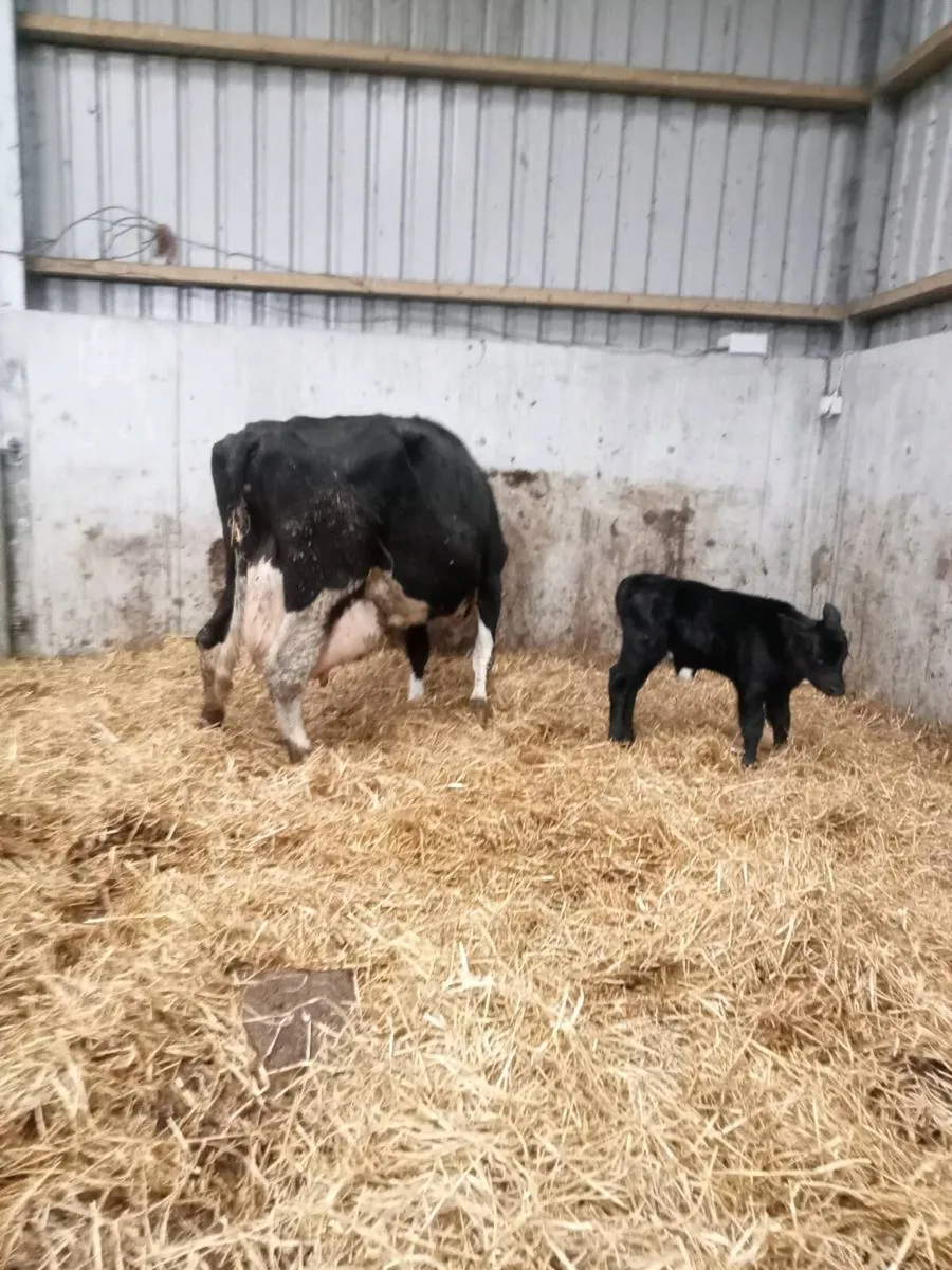 Cow and angus bull calf - Image 2