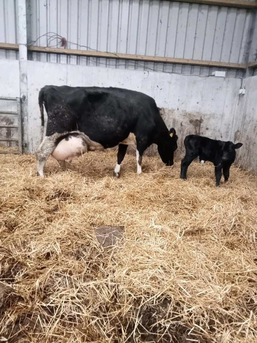 Cow and angus bull calf - Image 3