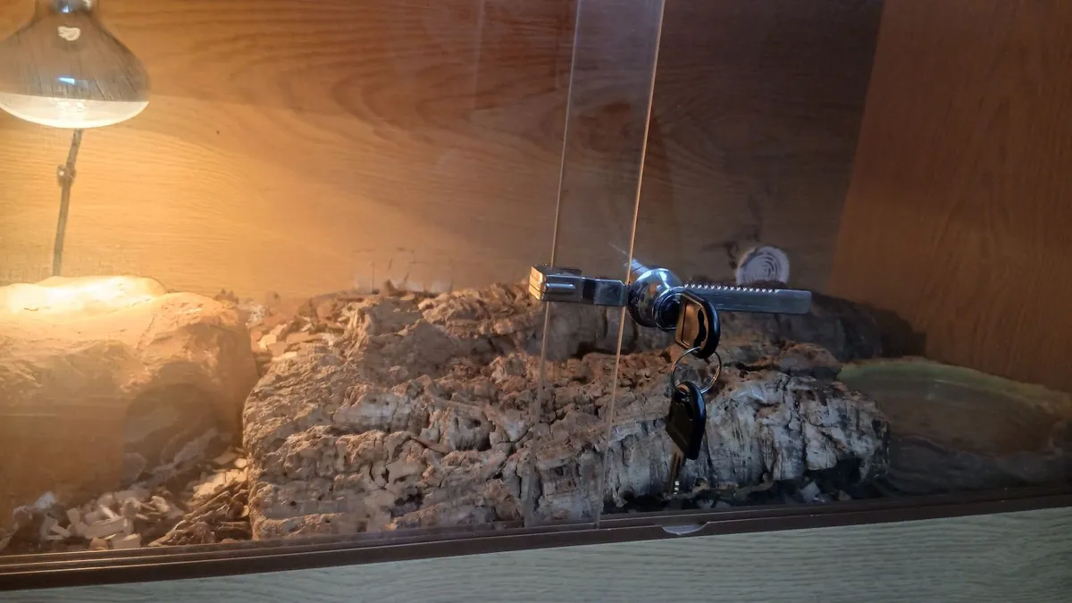 Ball python - Image 3