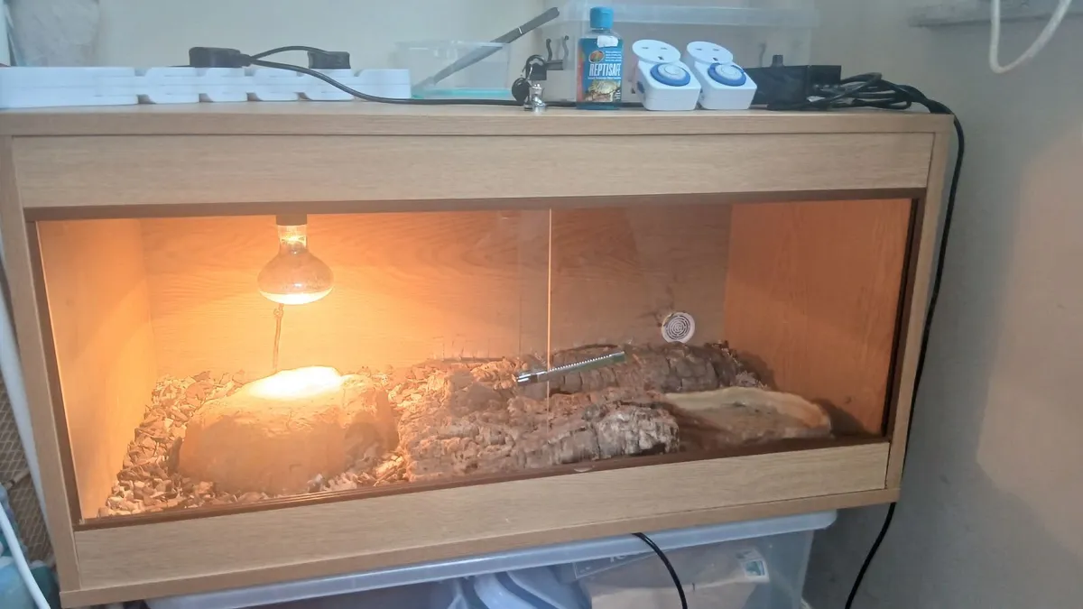 Ball python - Image 2