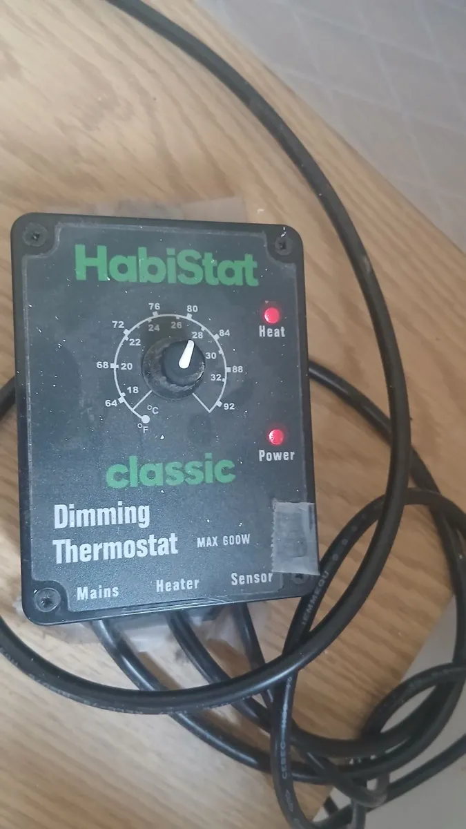 Ball python - Image 4