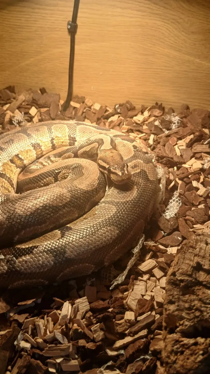 Ball python - Image 1