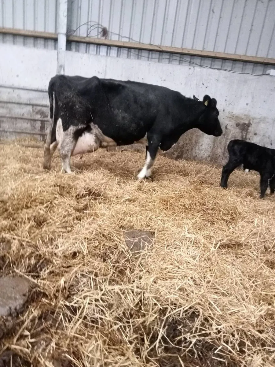 Cow and angus bull calf - Image 1