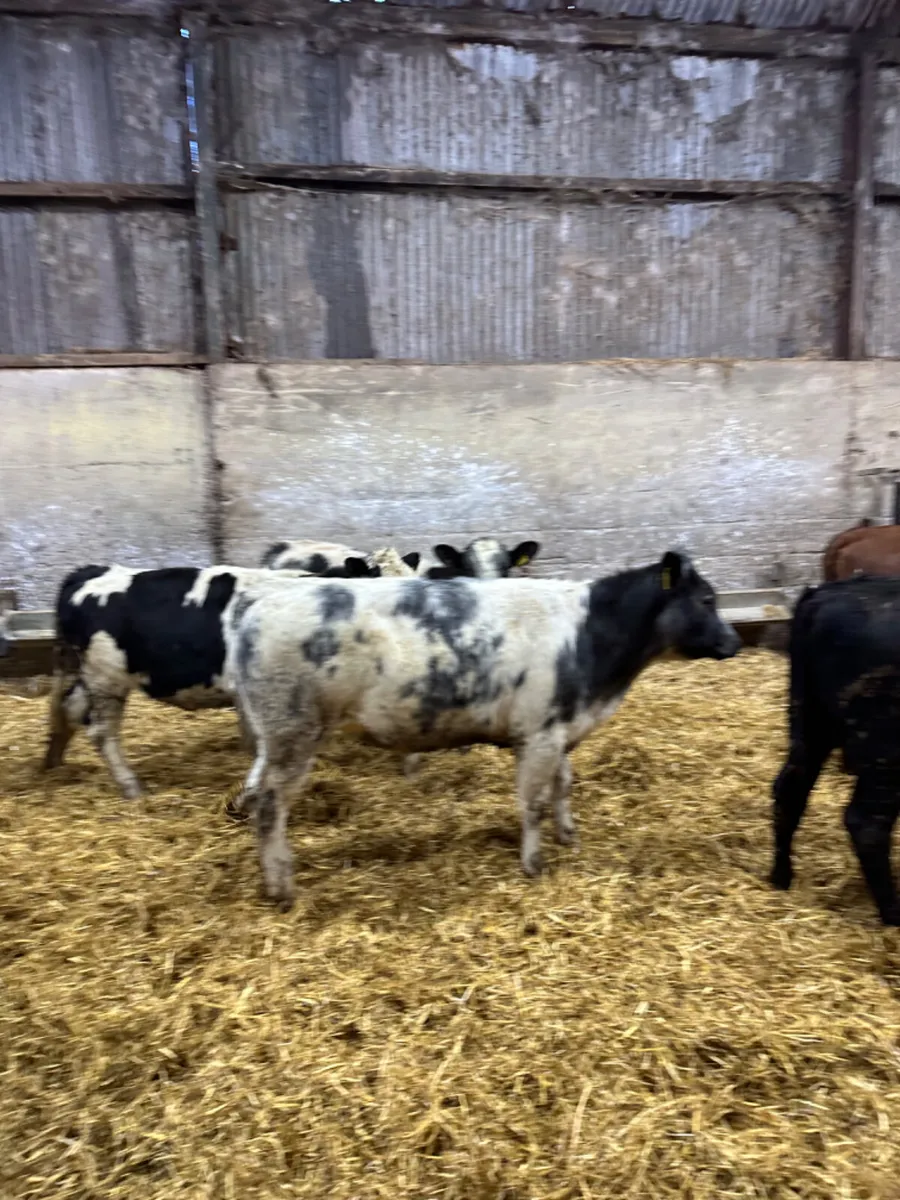 Angus and blue heifers - Image 4
