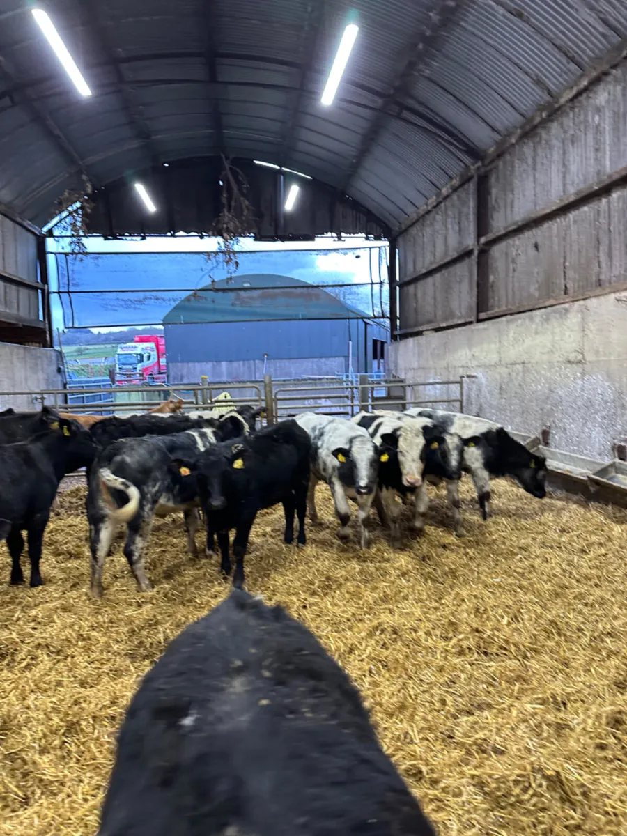 Angus and blue heifers - Image 2