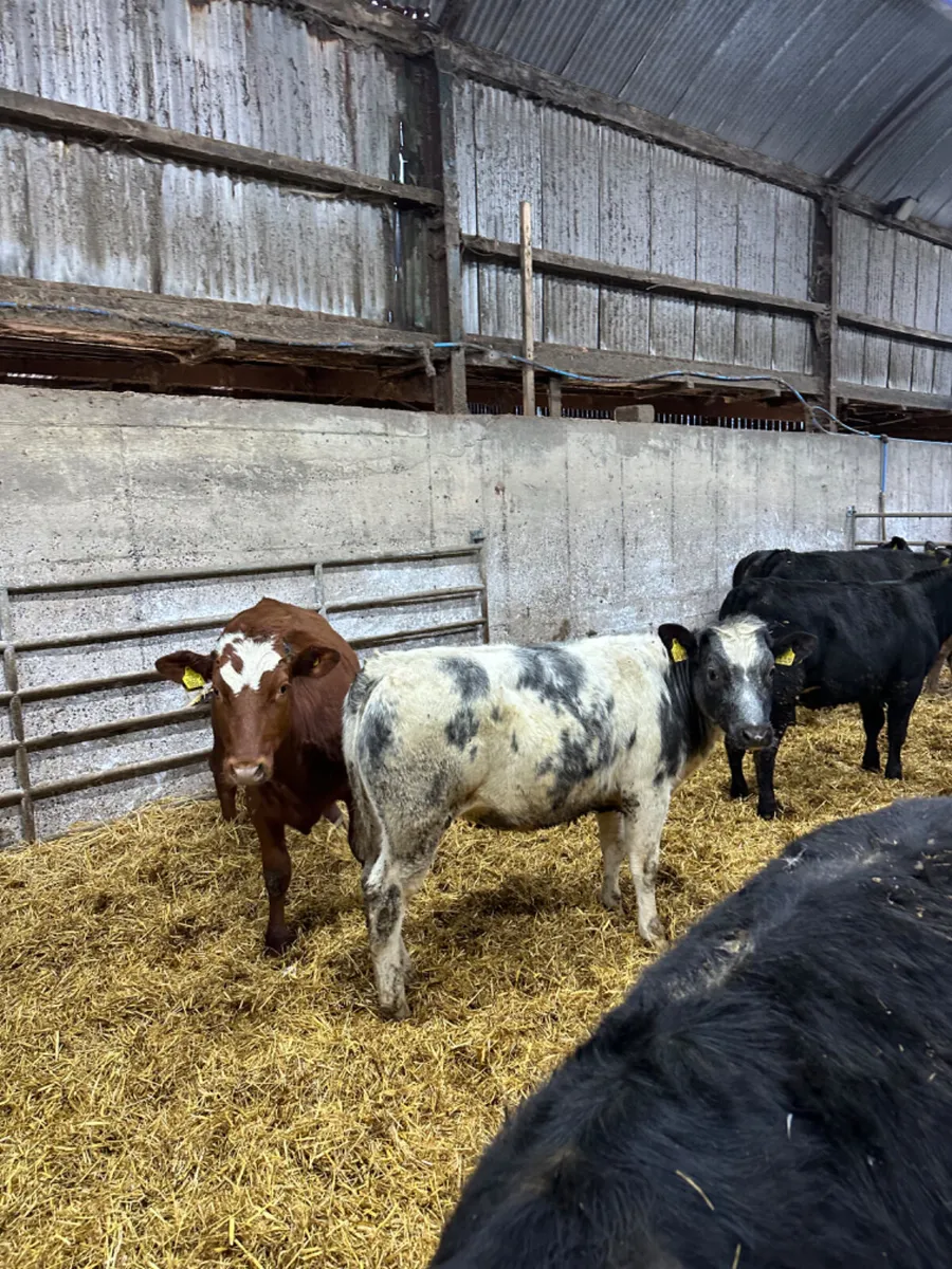 Angus and blue heifers - Image 1