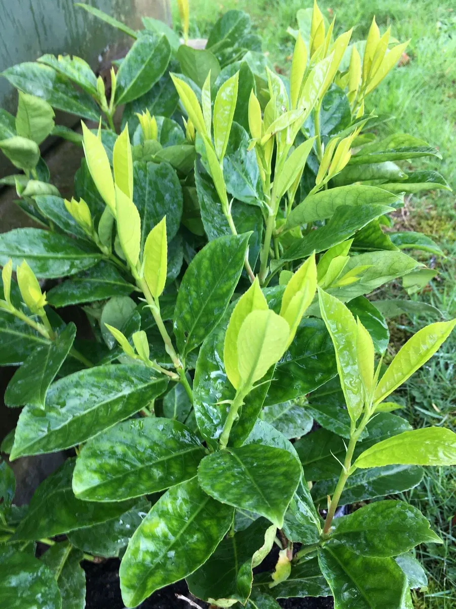 Laurel hedging - Image 1