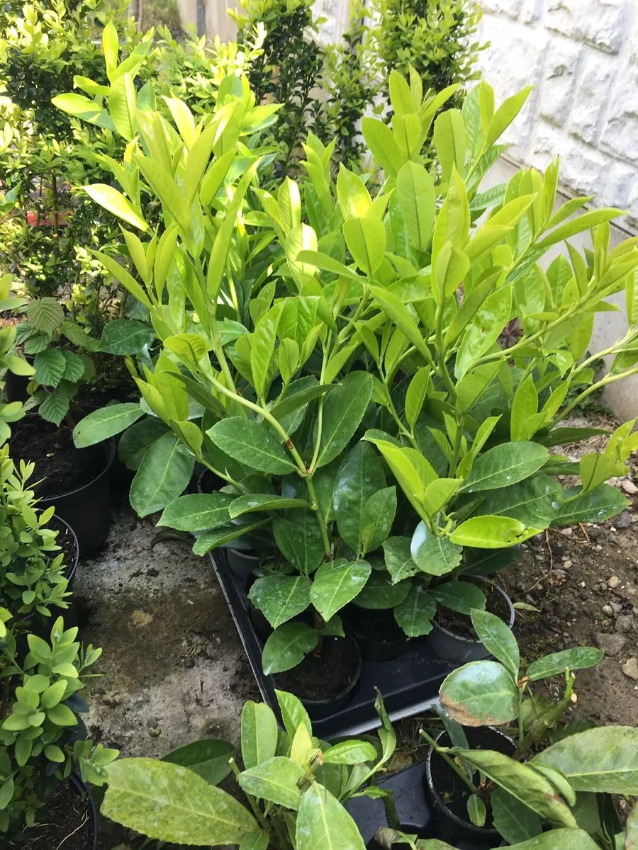 Laurel hedging - Image 4