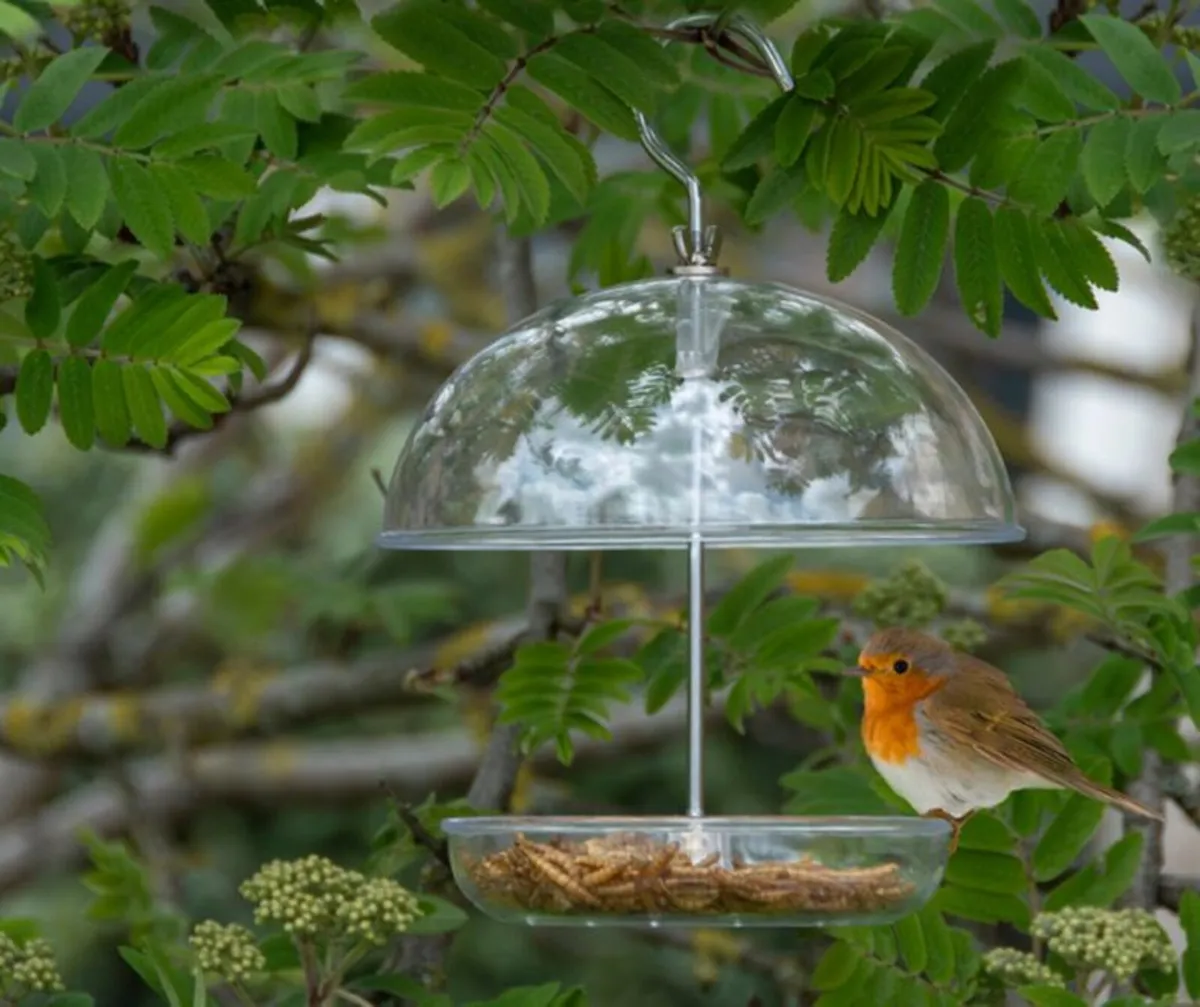 Robin feeder - Image 1