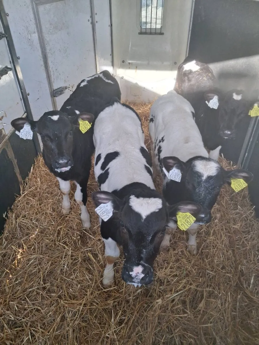 BB bull calves - Image 1