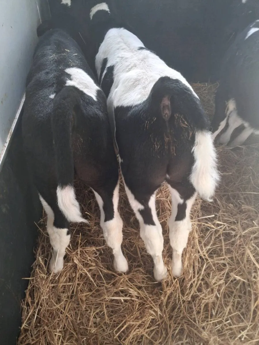 BB bull calves - Image 3