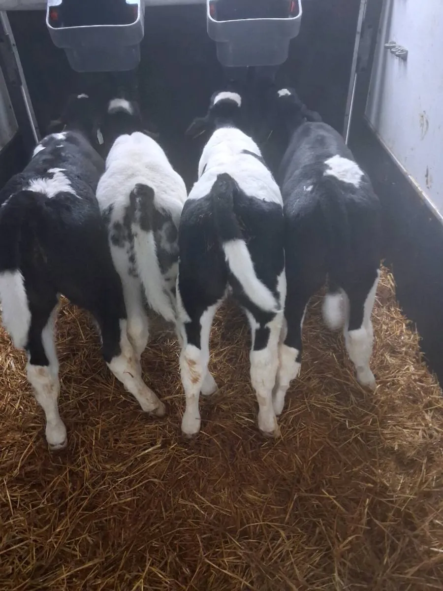 BB bull calves - Image 2