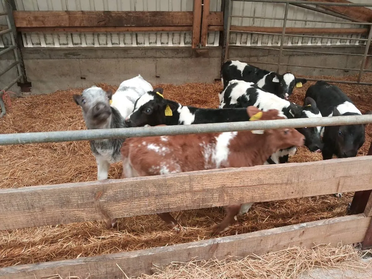 Calves - Image 1