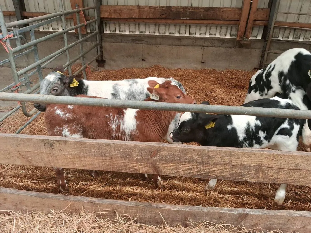 Calves - Image 2