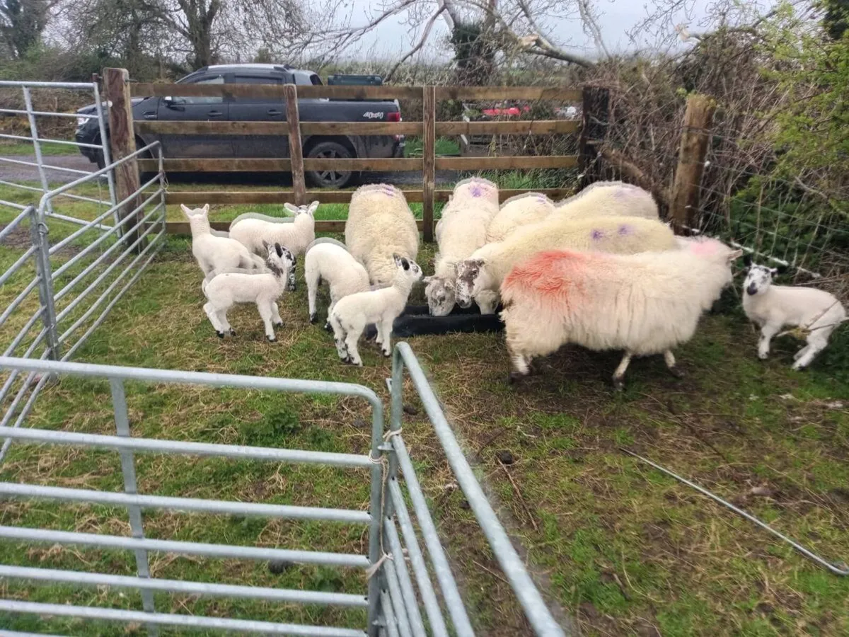 Organic ewes and lambs - Image 1