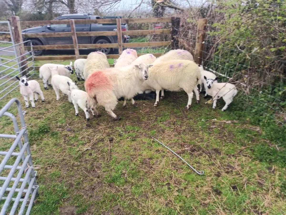Organic ewes and lambs - Image 2
