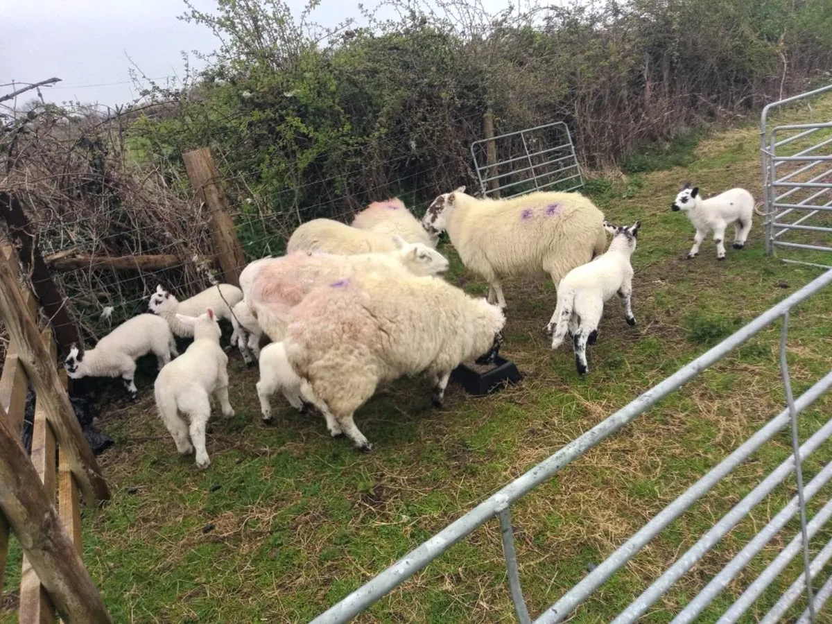 Organic ewes and lambs - Image 3