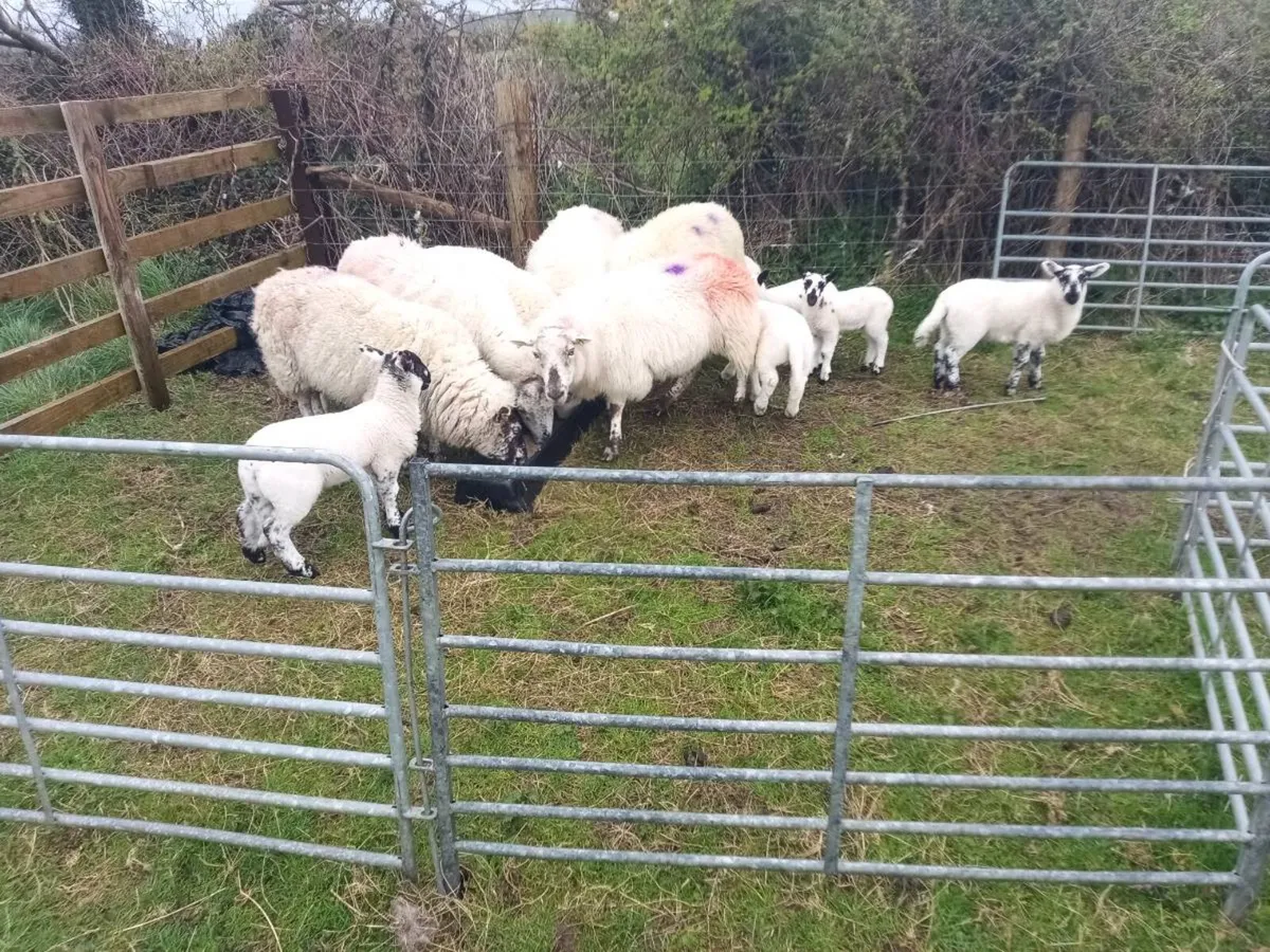 Organic ewes and lambs - Image 4