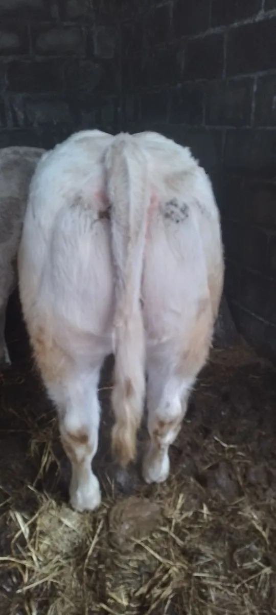 Pure Bred Charolaois Heifer - Image 3